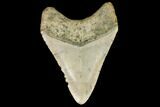 Fossil Megalodon Tooth - North Carolina #124639-2